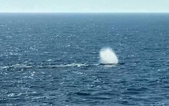 Timmy the whale swimming freely in the ocean, a testament to the power of conservation efforts and the generosity of millionaire donors, with a school of fish in the background and the sun shining down on the calm water