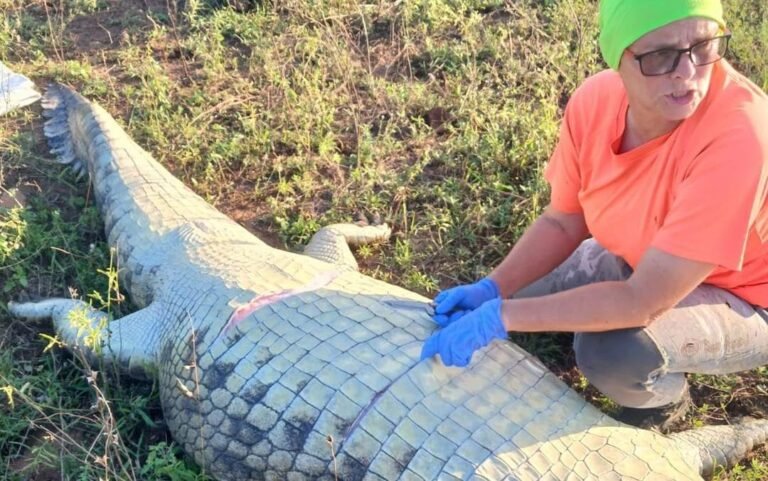 A photo of a crocodile enclosure with a sign warning of the dangers of wild animals, highlighting the importance of safety precautions when interacting with crocodiles, in memory of the hotel owner who lost their life in this tragic incident