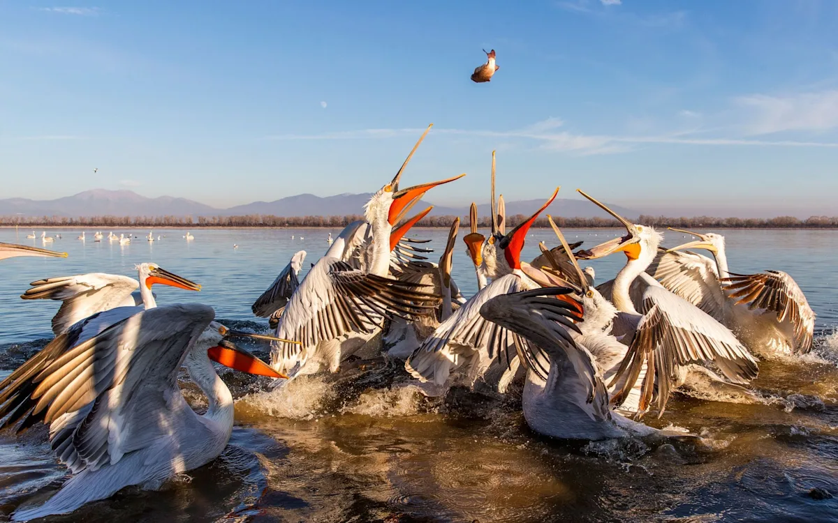 The white-tailed eagle is a large bird of prey with a distinctive white tail and brown plumage, it is Britain's largest ever bird and can be found in coastal areas, its presence is a sign of a healthy environment and it plays a vital role in maintaining the balance of the ecosystem, the bird's wingspan can reach up to 2.5 metres, making it a majestic sight to behold, the white-tailed eagle is a protected species in the UK and its conservation is essential for maintaining the health of the ecosystem