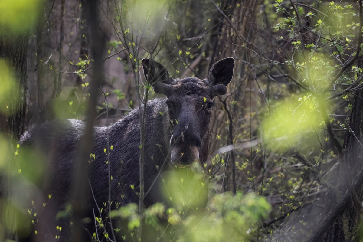 A wolf roaming freely in the Chernobyl exclusion zone, surrounded by lush greenery and vibrant wildflowers, with the ruins of a abandoned building in the background, highlighting the zone's unique blend of nature and nuclear legacy