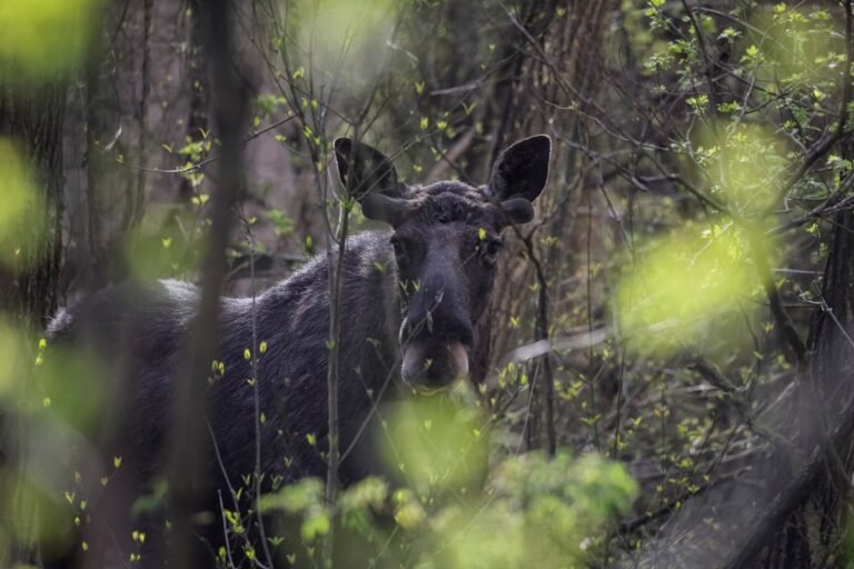 Aerial view of the Chernobyl exclusion zone, featuring a mix of forests and grasslands, with a wolf in the foreground, highlighting the area's unique biodiversity and wildlife conservation