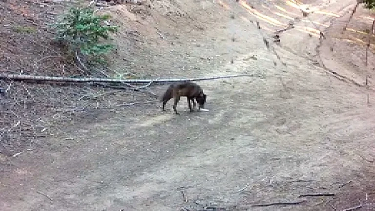 A grey wolf in its natural habitat, with a distinctive colour pattern and behaviour, roaming freely in the wilderness of Los Angeles County, highlighting the importance of wolf conservation and the need to protect their habitats