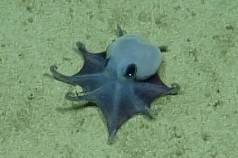 A tiny blue deep-sea octopus discovered near the Galapagos Islands, showcasing its vibrant colour and unique behaviour, a significant find in the field of marine biology and a testament to the importance of ocean conservation
