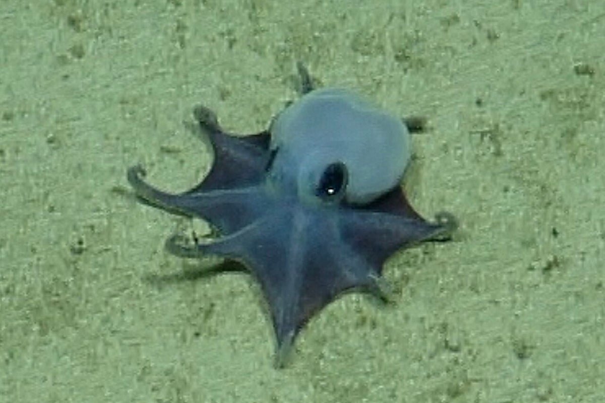 A tiny blue deep-sea octopus discovered near the Galapagos Islands, showcasing its vibrant colour and unique behaviour, a significant find in the field of marine biology and a testament to the importance of ocean conservation