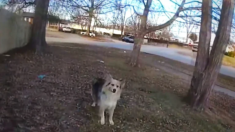 A heroic dog standing next to a police officer, with a missing child in the background, showcasing the dog's role in the rescue mission in Kentucky, with a beautiful colour palette of the sunset in the background