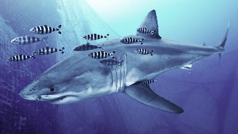 Divers in the Mediterranean Sea capture rare footage of a shark, highlighting the importance of marine conservation and the need to protect these incredible creatures in their natural habitat