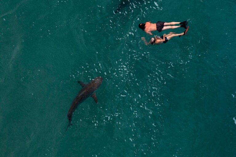 A descriptive image of a shark swimming in the ocean, with a beautiful beach in the background, highlighting the importance of shark safety awareness and conservation, particularly in areas like the Florida coast where shark sightings are common, and the need to respect the marine ecosystem and its inhabitants