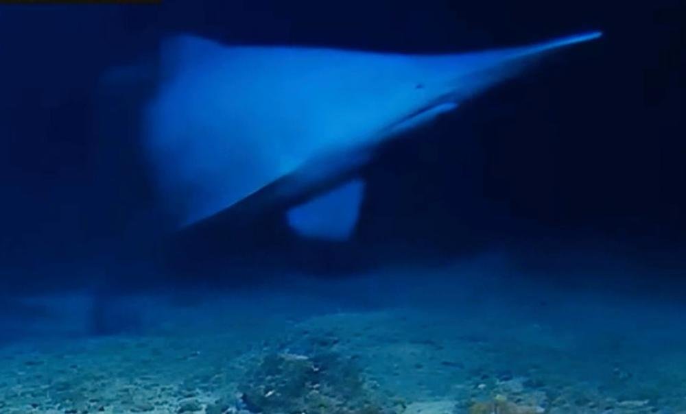 A rare image of a goblin shark in its natural habitat, showcasing its distinctive pink colour and flabby body, with a school of fish swimming in the background, highlighting the importance of conservation efforts to protect this unique species