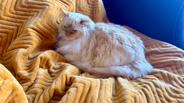 The Dreamland heated throw is a luxurious and affordable way to stay warm and comfortable at home, featuring a range of materials and designs, including mustard velvet with a chevron pattern, and available from a variety of online retailers, including Dreamland and Amazon, with a recommended retail price of £94.99, but available for just £59.99 from Dreamland, and £69.99 from Amazon, making it an affordable luxury that anyone can enjoy, with the most budget-friendly option being the plain velvet version, available from Currys for £39.99, and featuring Intelliheat, a responsive system that adjusts to your body temperature, and is energy-efficient, using just 150W of power, which costs around 4p an hour to run, depending on your tariff, and is Kema-Keur safety tested, and comes with a two-year warranty, giving you peace of mind, knowing that your purchase is protected in case anything goes wrong