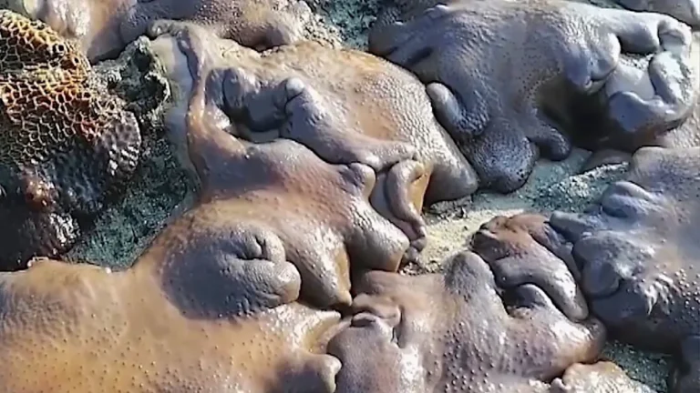 A cluster of marine invertebrates, including corals and sponges, forming a complex structure on the seafloor, with a school of fish swimming in the background, highlighting the diversity of marine life in Myanmar