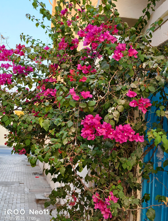 iQOO Neo 11 dual-camera specs leak excites Canadian creators